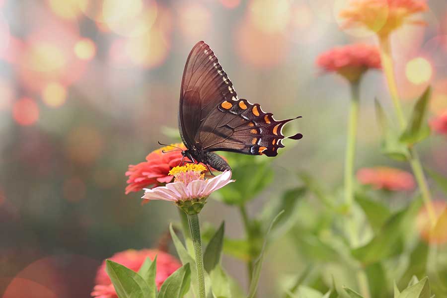 Nurturing the Bond Between Humans and Nature Post 1